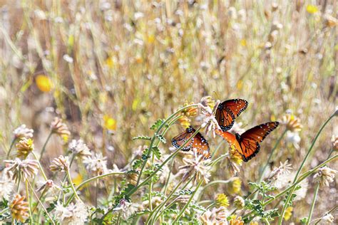 Butterflies And Wildflowers Photograph By Sr Green Fine Art America