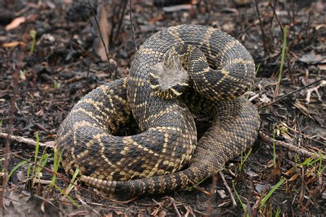Eastern Diamondback Rattlesnake Scientific Name Crotalus Flickr