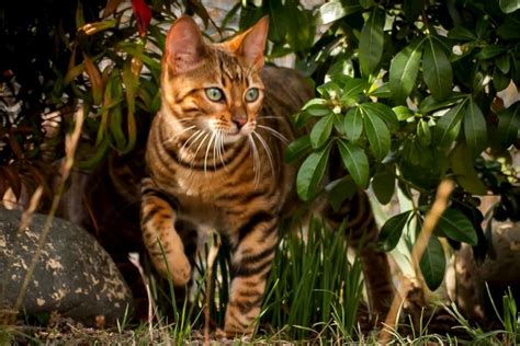 Cat That Looks Like A Leopard Majestic Bengal Cat Looks Like A Mix Of