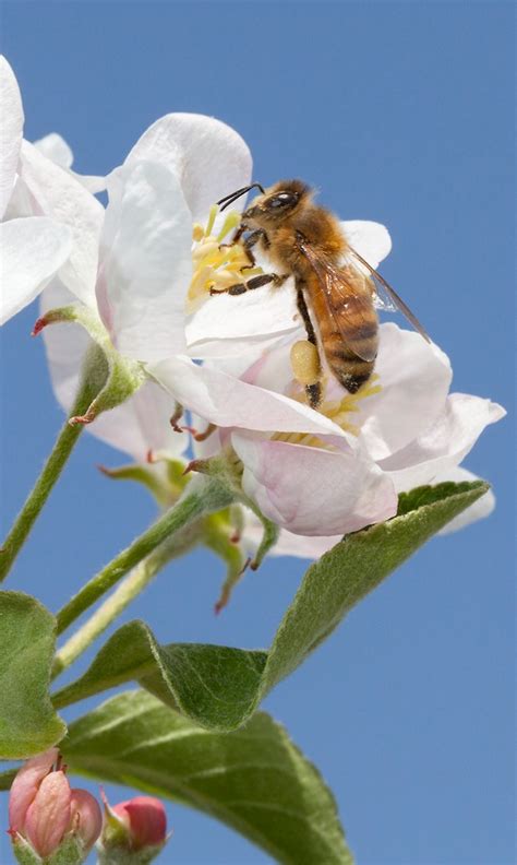 Featured Photo Honey Bee On An Apple Blossom Usda Ars