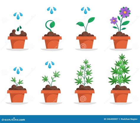 Growth Stages Of Hemp Potted Plant Abstract Concept Stock Vector