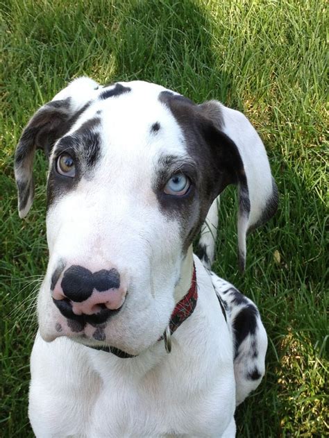 Great dane puppies and dogs in colorado cities. harlequin great dane - Google Search | Great dane puppy ...