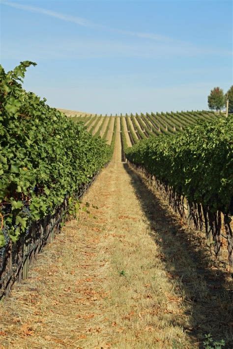Maybe you would like to learn more about one of these? Walla Walla Vintners pioneers in Walla Walla Wine | Walla ...