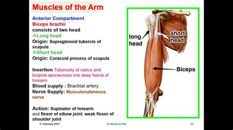 Names Of Muscles In Arm The Arm Muscles