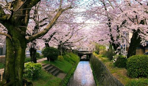 Where To Stay During Cherry Blossom Season In Japan Hotelscombined