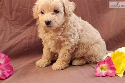 Poma Poo Pomapoo Puppy For Sale Near Lancaster Pennsylvania