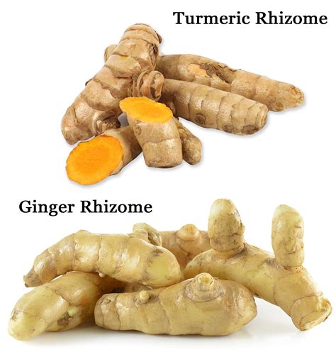 The Ultimate Guide To Growing Ginger And Turmeric Why You Should