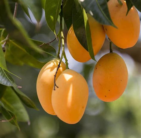 5 Best Tropical Fruits To Grow In Your Backyard Plant Instructions