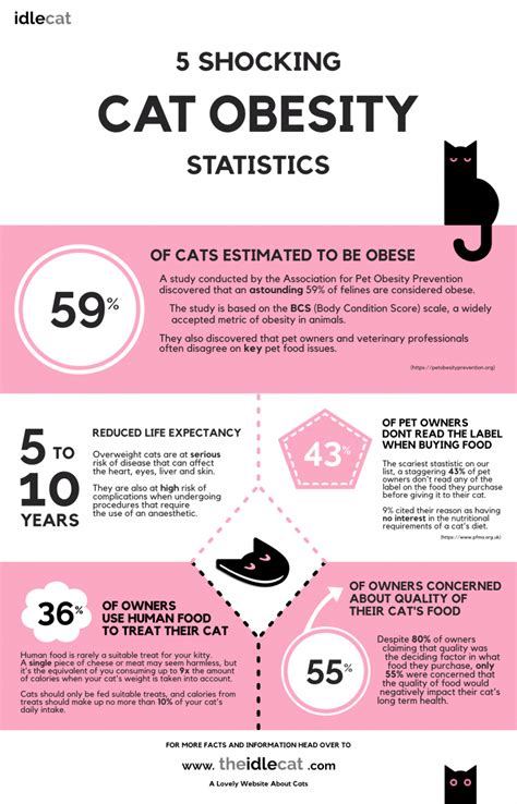 5 shocking cat obesity statistics infographic