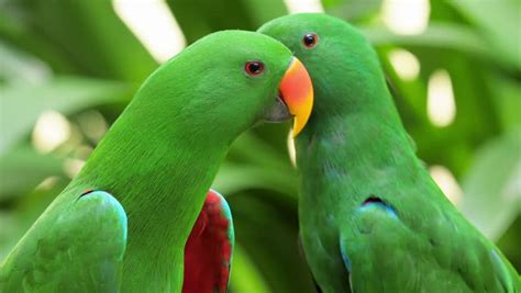 Bird Tropical Rainforest Large Green Parrot Stock Footage Video 100