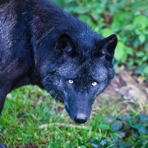 Black Wolf — Stock Photo © Palko72 17642349