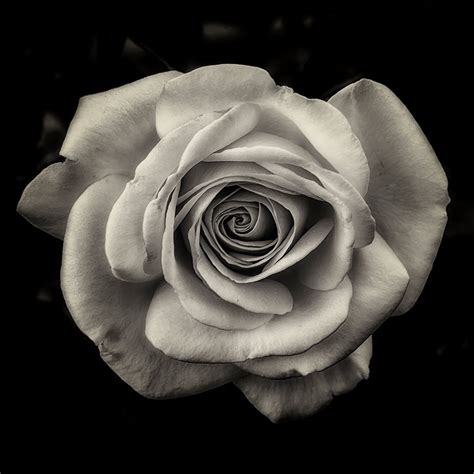 A Sharon To A Rose Black And White Flowers Black And White Roses
