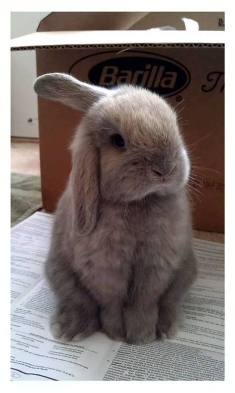 Pinterest Jaeelizabethh 💞 Pet Bunny Funny Bunnies Mini Lop Bunnies