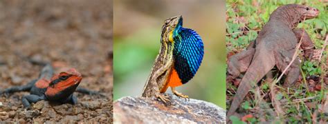 30 Colorful Species Of Lizards Found In India