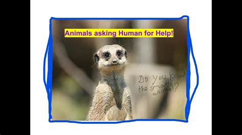 Animals Asking Human For Help Youtube