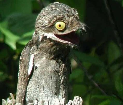 Today I Learned About The Potoo A Nocturnal Bird That Resides In