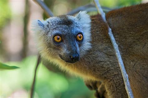Crowned Lemur Photos Stock Photos Pictures And Royalty Free Images Istock