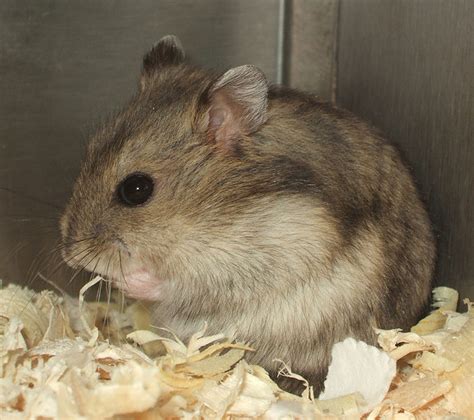 Dwarf Russian Hamster