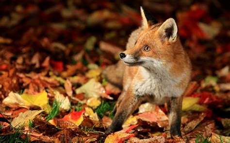 Fox Full Hd Wallpaper And Background Image 2560x1600 Id407721