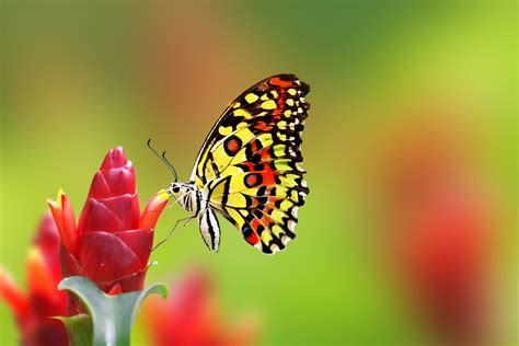These will make very nice wallpapers. Nice Butterfly on Flower HD Wallpaper | HD Wallpapers