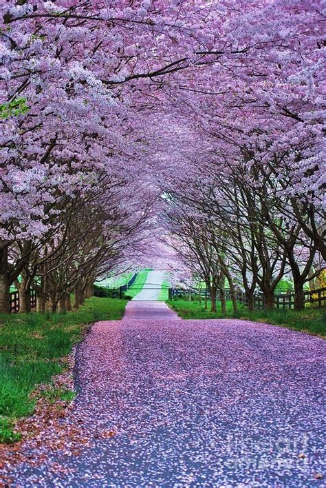 Purple Trees Path Seasons Pinterest