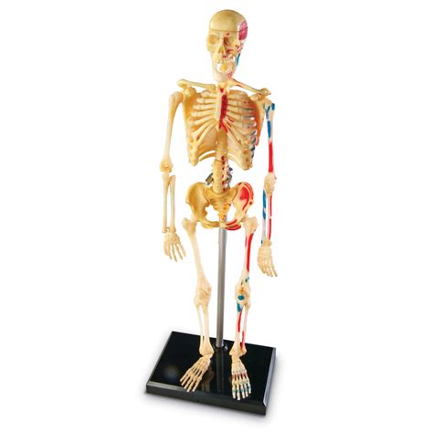 Skeleton Model 23cm - by Learning Resources LER3337 | Primary ICT