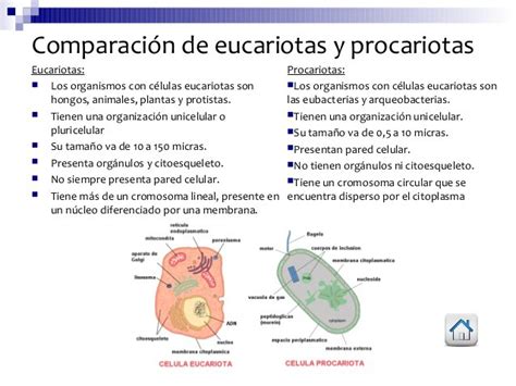 Cuadros Comparativos Entre C Lula Procariota Y Eucariota Cuadro The Best Porn Website