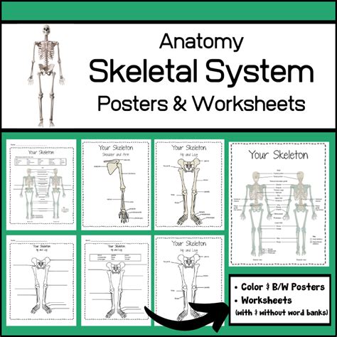 Skeletal System Anatomy Posters And Worksheets My Teaching Library