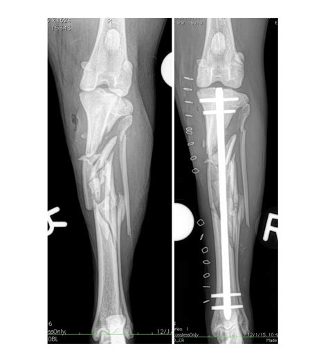 Orthopedic Trauma And Minimally Invasive Fracture Repair Arizona Canine