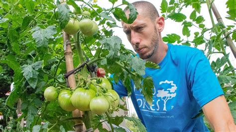 Grow Tomatoes Not Leaves How To Prune Tomato Plants For Lots Of Fruit