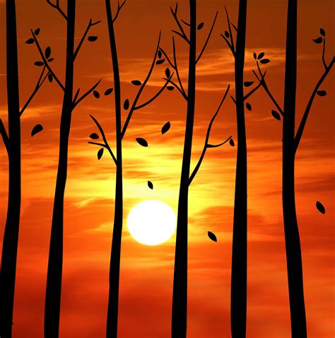 Sunset Through Trees Silhouette Free Stock Photo Public Domain Pictures