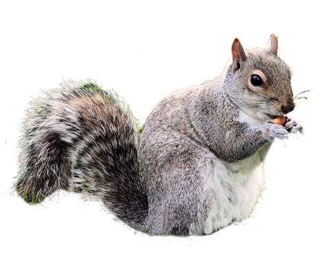 Squirrel Png Transparent Image Download Size 938x751px