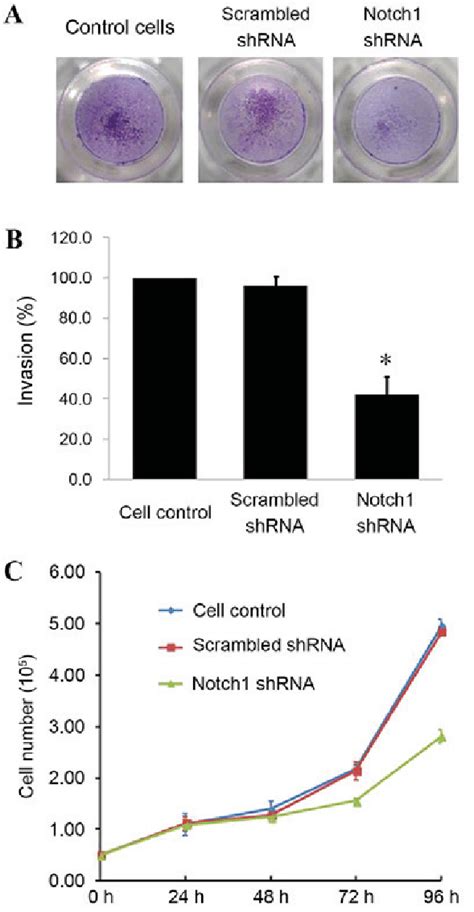 Effect Of Notch1 Knockdown On Invasion And Proliferation Of LNCaP