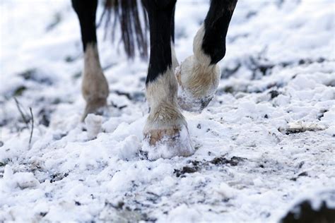 Its Not Super Cold Yetbut Is Your Horse Prepared For Winter Do You