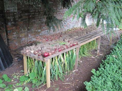 There are commonly 3 types of growing onions that you can keep in mind which are from seeds, sets, and transplants. from pickapepper.com, onion and garlic drying rack ...