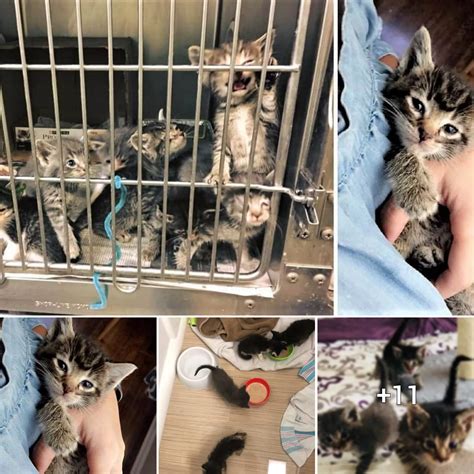 From Garbage To Grace The Joyful Transformation Of Rescued Kittens