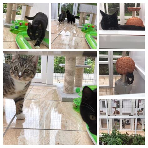 Guest Cats — Birches Cattery