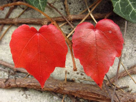 Free Images Tree Nature Branch Flower Petal Red Autumn Botany