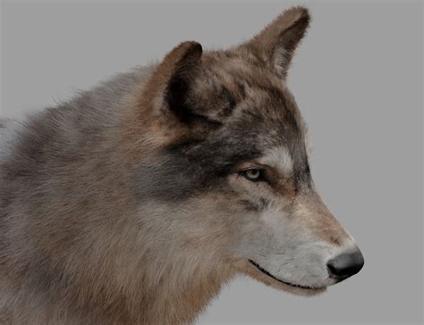 Wolf Model Finished Projects Blender Artists Community