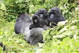 Animales en peligro de extinción: el gorila de montaña