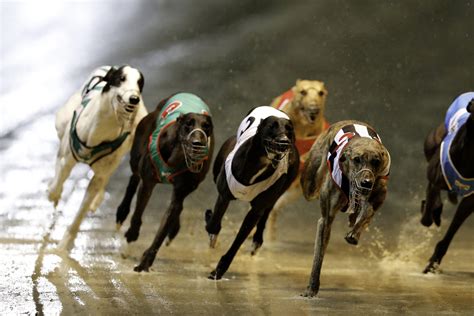 The Time To End Greyhound Racing In Australia Is Now As Dogs Literally