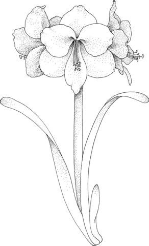 25 advanced flower coloring pages. Amaryllis Flower Coloring page | Free Printable Coloring ...