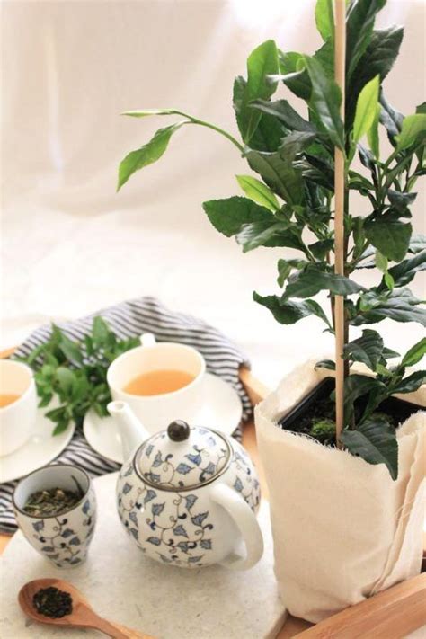 How To Grow And Harvest Your Own Tea Plant Green Tea Plant Growing Tea