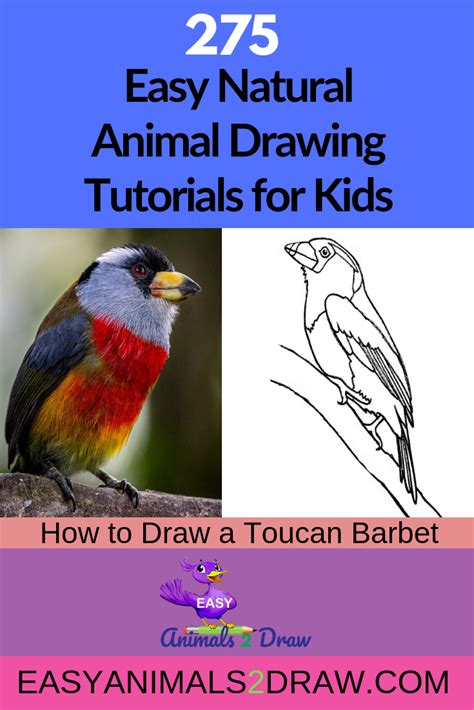 Learn How To Draw An Amazing Toucan Barbet With This Easy And