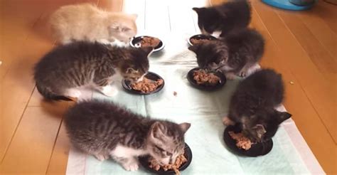 Too Cute Take A Look At These Six Hungry Kittens