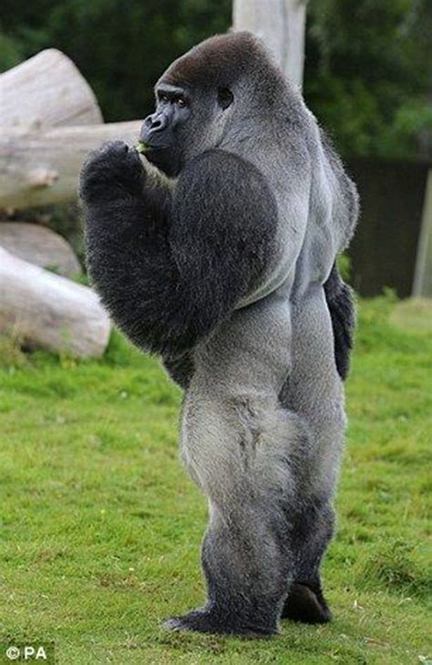 Silverback Gorilla Animals Beautiful Wild Animal Park Funny Animals