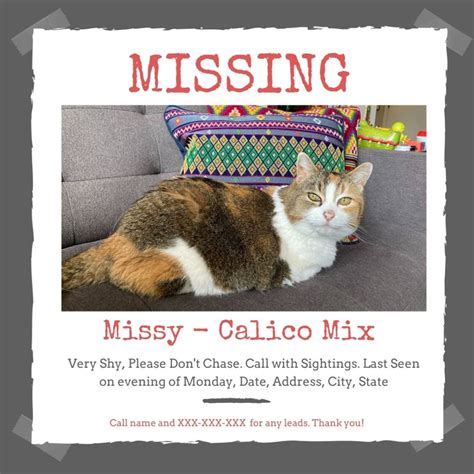 Your Cat Is Missing Now What Rainier Veterinary Hospital In Seattle Wa