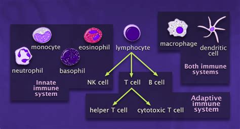 Immune System Innate And Adaptive Immunity Explained