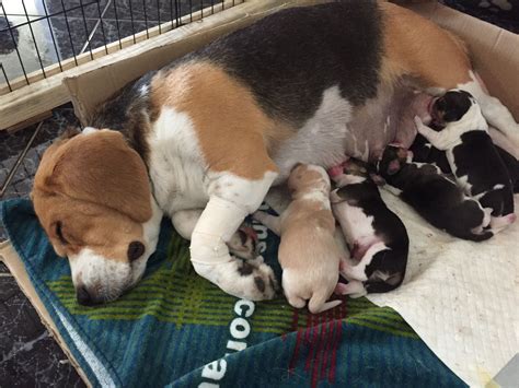 Newborn Baby Beagles