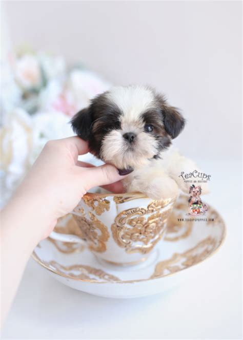 For this reason, she's a great choice for as this breed is prone to separation anxiety, crate training your puppy is a great idea. Teacup shih poo puppies for sale near me ALQURUMRESORT.COM
